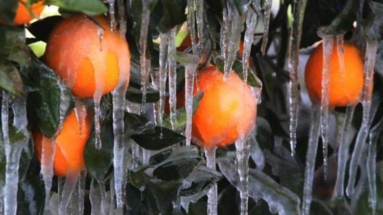 Ζητούν αποζημιώσεις λόγω των συνεχιζόμενων παγετών στα εσπεριδοειδή