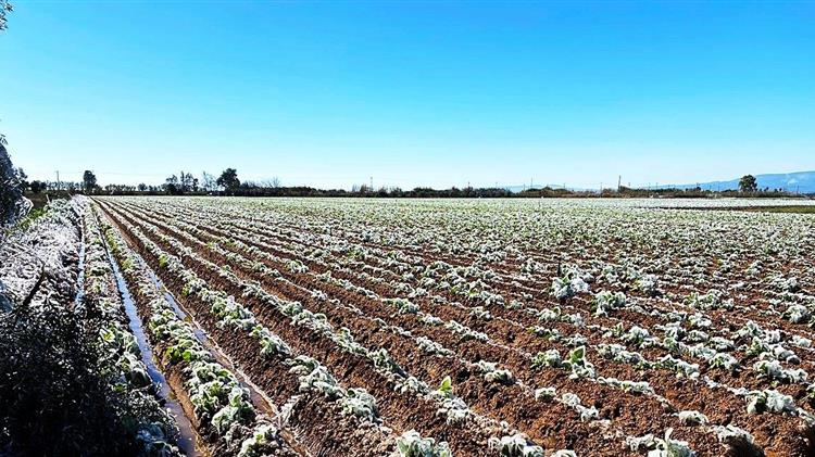 Ηλεία: Πολλές οι καταστροφές στις καλλιέργειες από τον παγετό