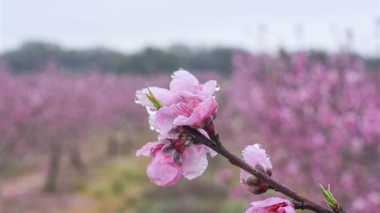 Σε ντοκιμαντέρ του National Georgaphic οι μαγευτικές εικόνες των ανθισμένων ροδακινιών της Βέροιας