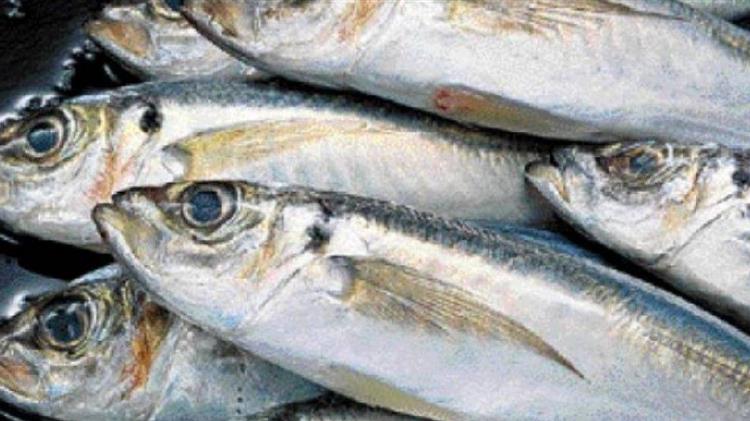 Global fisheries and aquaculture hard hit by COVID-19 pandemic, says FAO report