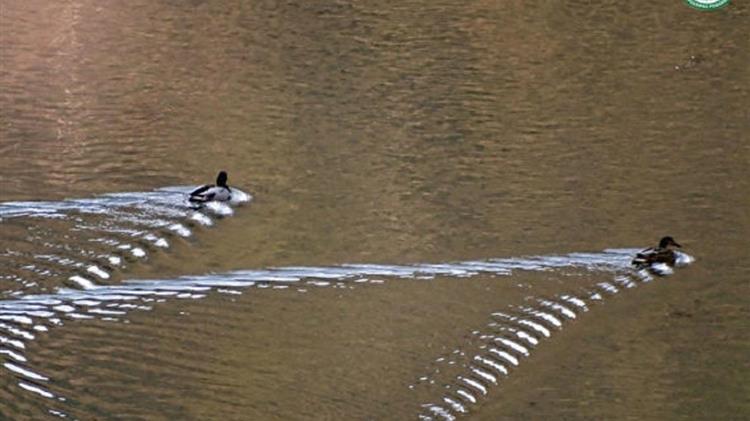 Μοναδικής ομορφιάς εικόνες από καταγραφές υδρόβιων πουλιών στη Ροδόπη