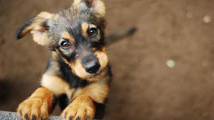 ΓΕΩΤ.Ε.Ε.: Νέο πλαίσιο για την ευζωία των ζώων συντροφιάς