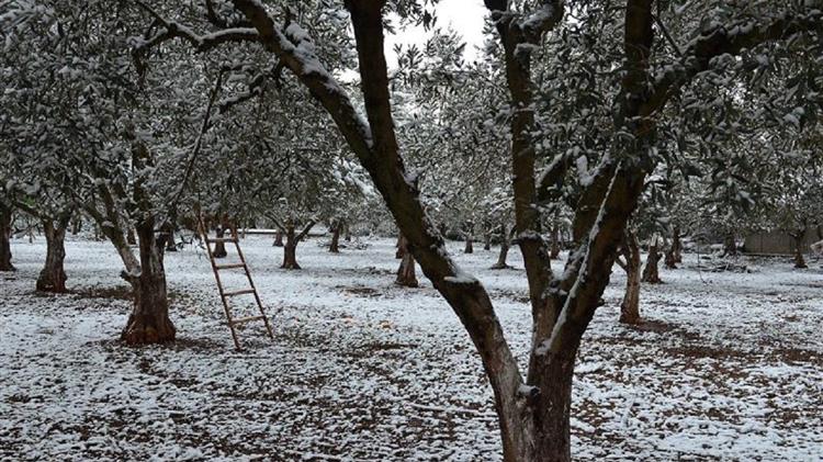 Λάρισα: Σε απόγνωση οι δενδροκαλλιεργητές