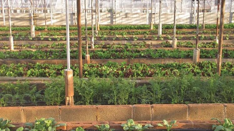 Δράσεις αστικής γεωργίας στην Περιφέρεια Κεντρικής Μακεδονίας