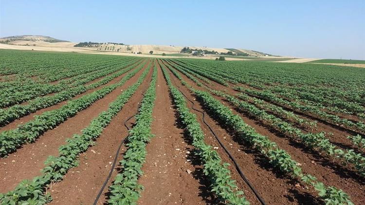 Συνδεδεμένες ενισχύσεις: Πήραν ΦΕΚ - άμεσα η καταβολή  246.314.628 ευρώ