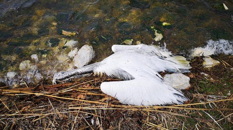 Καστοριά: Εντείνονται τα μέτρα για τη γρίπη των πτηνών