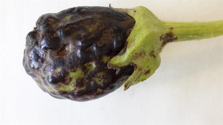 Εμφανίστηκε στην Κρήτη ο ιός της ποικιλοχλώρωσης με ρυτίδωση της μελιτζάνας