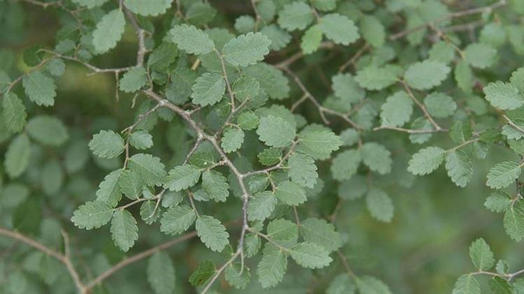 Το MAIX για την αμπελιτσιά