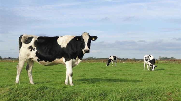 Οι Ιρλανδοί αγρότες θα μπορούσαν να αναγκαστούν να σκοτώσουν ζώα για να επιτύχουν τους κλιματικούς στόχους