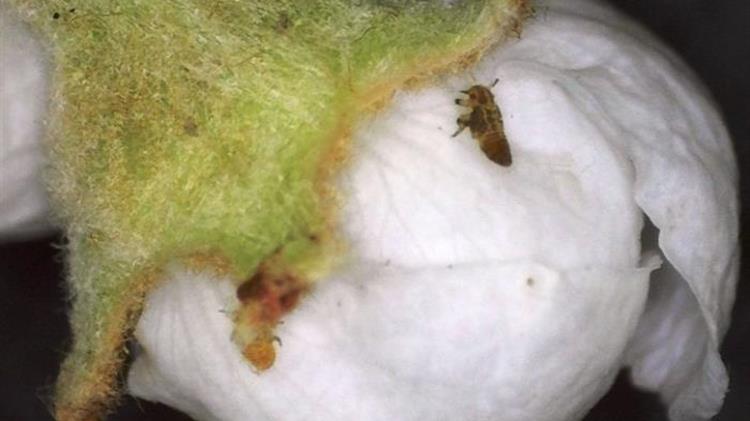 Γεωργικές Προειδοποιήσεις για ΨΥΛΛΑ Αχλαδιάς