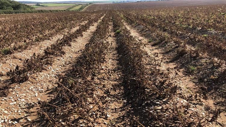 Χορηγήθηκε άδεια στο Ζιζανιοκτόνο-αποξηραντικό AFFINITY® 6 ME της FMC