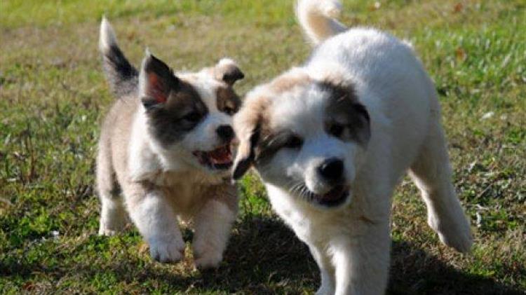 Ο Μητσοτάκης εξαφανίζει τις ελληνικές ράτσες σκύλων και άλλων δεσποζόμενων ζώων συντροφιάς