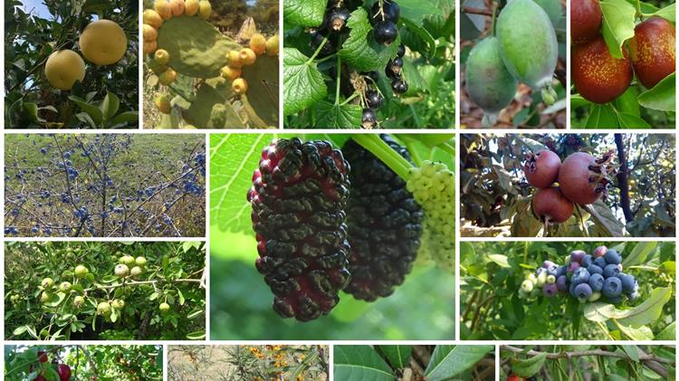 “Δενδρώδη / θαμνώδη μικρότερης οικονομικής σημασίας”