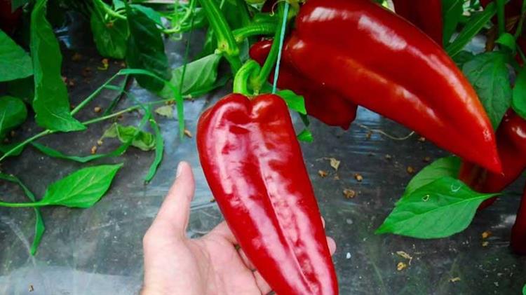 ΕΒΕ Φλώρινας: “Πιστοποίηση της κόκκινης πιπεριάς Φλωρίνης ως ιδιότυπο προϊόν”