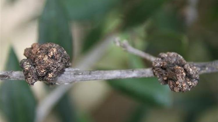 Καρκίνωση ή φυματίωση ελιάς