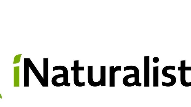 Θεσσαλονίκη: Μέλος σε δημοφιλή εφαρμογή για τη φύση η Ελλάδα, στο iNaturalist, μέσω της περιβαλλοντικής οργάνωσης iSea