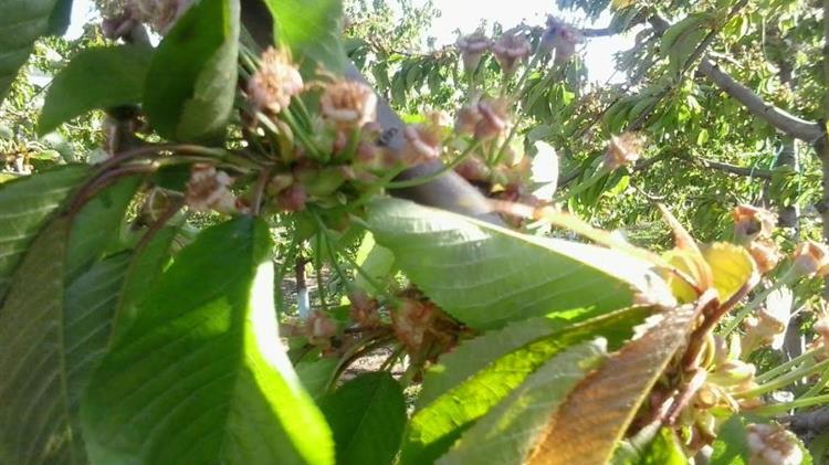 Καθυστερήσεις στις αποζημιώσεις των πληγέντων αγροτών από τον παγετό του Μαρτίου