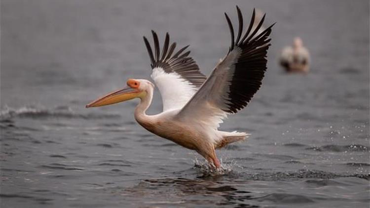 Καστοριά: Αυξημένα μέτρα για την γρίπη των πτηνών μετά το κρούσμα σε πελεκάνο