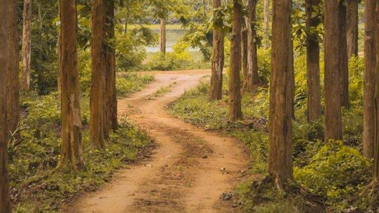 Οικολόγοι Πράσινοι: Ο ρόλος της εκτατικής κτηνοτροφίας και δασοπονίας στην προστασία των δασών της Αττικής