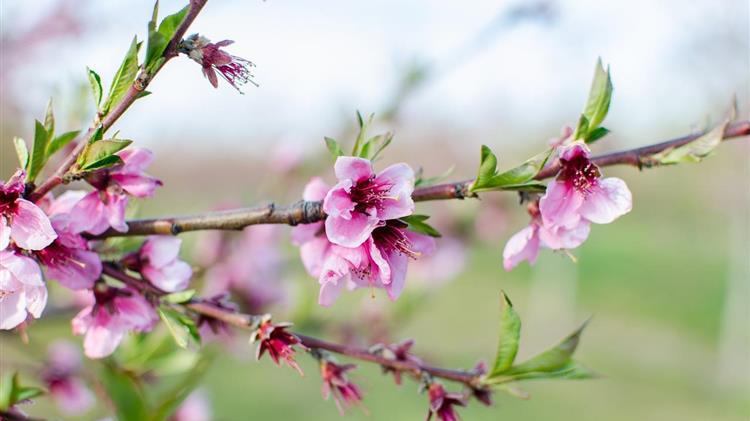 Παρατείνεται η υποβολή αιτήσεων στήριξης έως τις 22 Μαρτίου για το «ΚΟΜΦΟΥΖΙΟ»