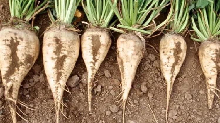 Επί ποδός οι τευτλοπαραγωγοί καθώς βλέπουν την καλλιέργεια να πεθαίνει