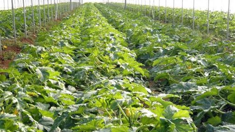 Ασθένειες κολοκυθιάς θερμοκηπίου