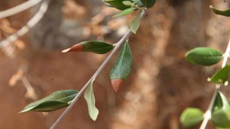 Δήμος Ηρακλείου: Συνεργασία με το Ελληνικό Μεσογειακό Πανεπιστήμιο για την ανίχνευση φυτοπαθογόνου βακτηρίου