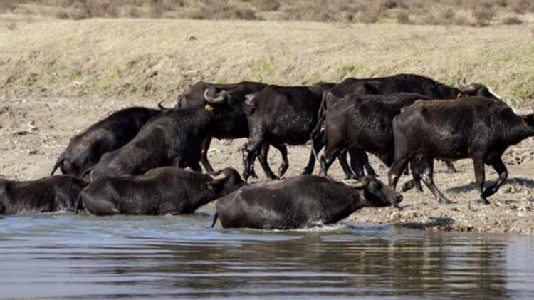 Σε δυναμική τροχιά η βουβαλοτροφία στην Ελλάδα