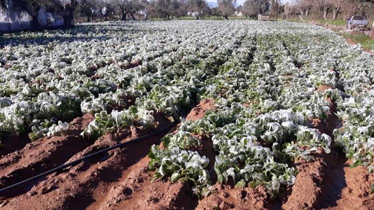 Κιλελέρ: Δηλώσεις ζημιάς για τις καλλιέργειες