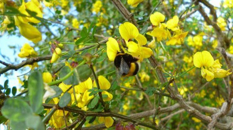 Μια τρύπα στο νερό η απόφαση του Υπουργείου Περιβάλλοντος για τον ασπάλαθο