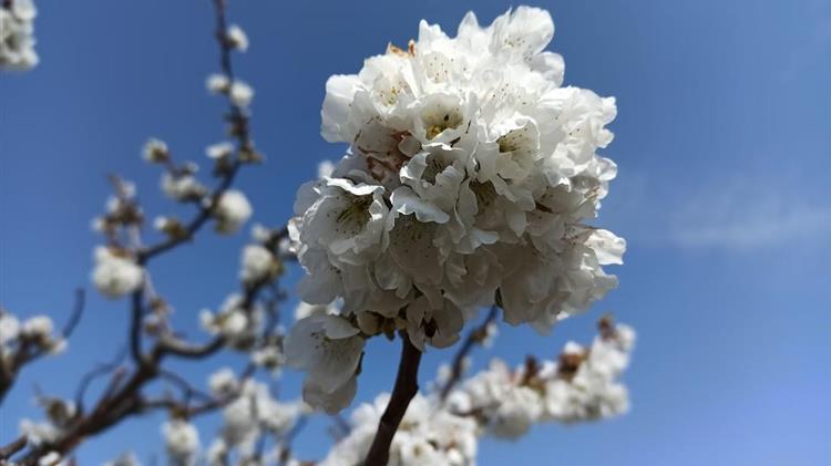 Εορδαία: Πάγωσαν καλλιέργειες κερασιών και μήλων