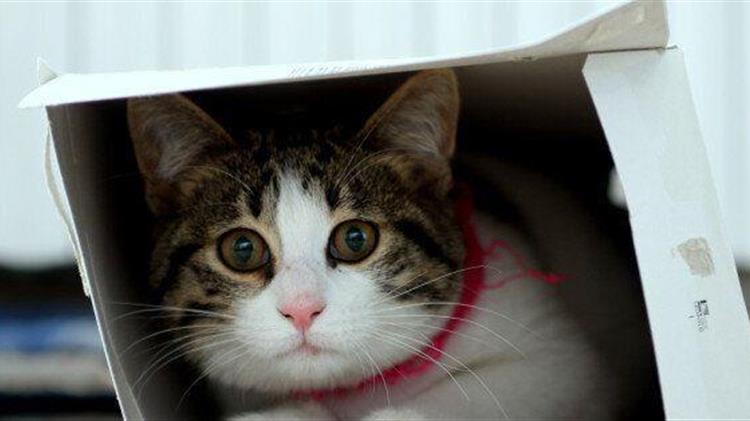 Παγκόσμια Ημέρα Κτηνιατρικής Επιστήμης