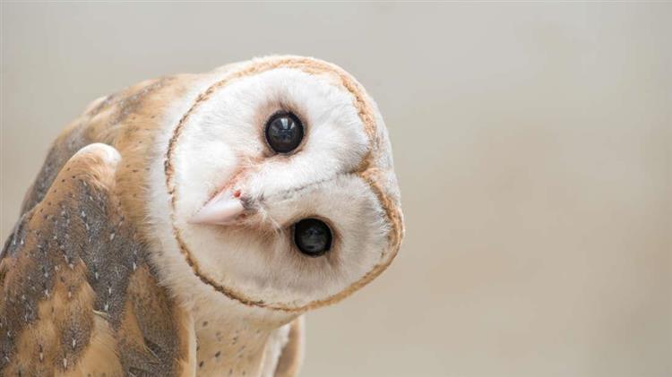 Θεσσαλία: Καταπολέμηση των τρωκτικών με κουκουβάγιες