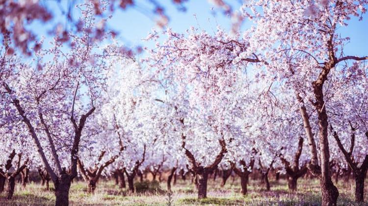 Ψεκασμός για την  αντιμετώπιση ασθενειών στην καλλιέργεια της αμυγδαλιάς
