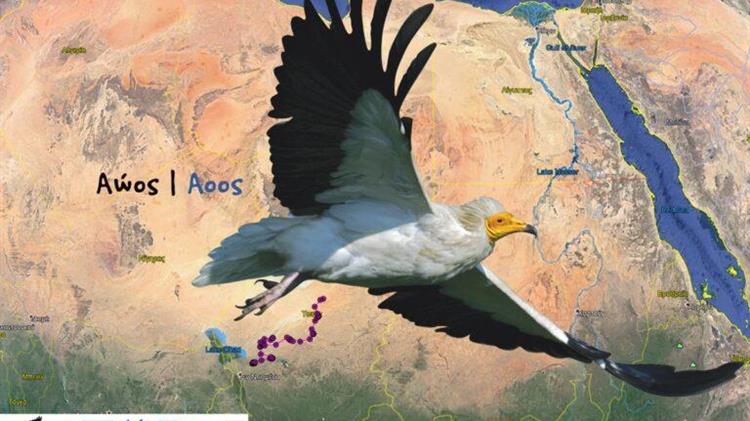 Αώος: Το πουλί που ταξιδεύει κάθε χρόνο 6.000 χλμ από την Αφρική στην Κόνιτσα