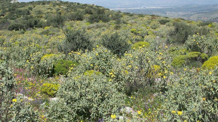 Τεχνικό Συμβούλιο Δασών: Εκτάσεις με φρύγανα και ασπάλαθους δεν χαρακτηρίζονται δάση