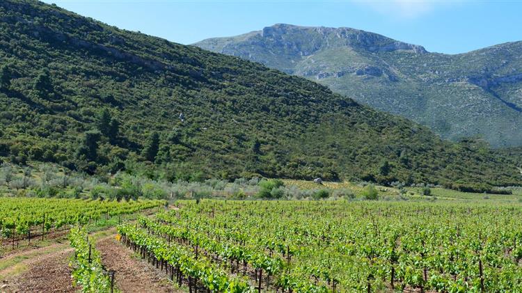 Εγγραφή των μικρών αμπελουργικών εκμεταλλεύσεων στο Αμπελουργικό Μητρώο