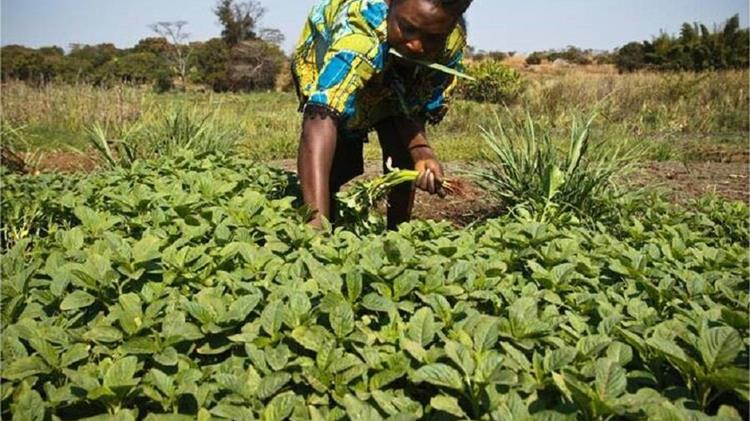 Harnessing local agriculture production to create healthy diets