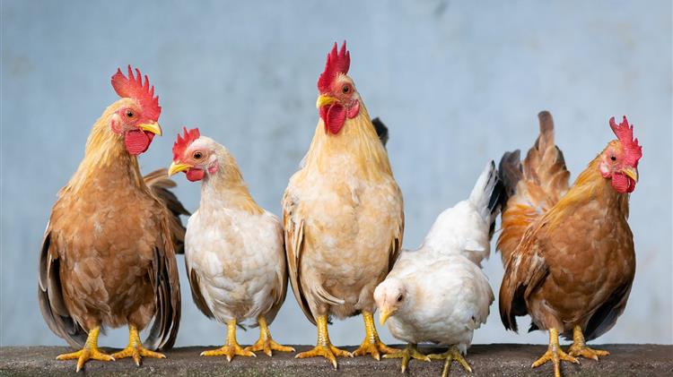 Compassion in World Farming calls on FAO to develop urgent poultry sector reforms as bird flu mutates to mammals and risks new pandemic