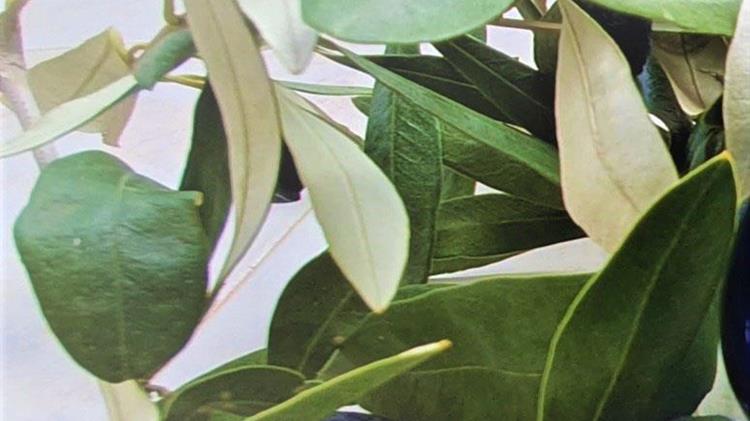 Τα Καναδικά Βραβεία είναι κάτι παραπάνω από απλά τρόπαια ελαιολάδου