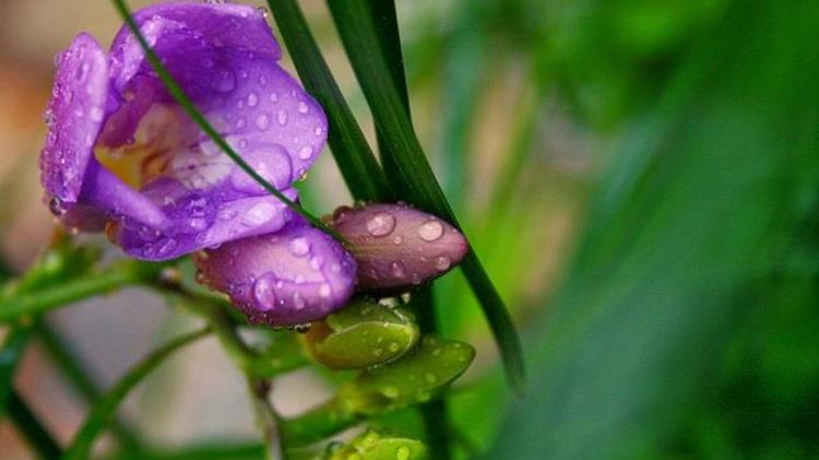 Οικονομική ενίσχυση στα Δρεπτά Ανθή ζητούν οι κρητικοί αγρότες