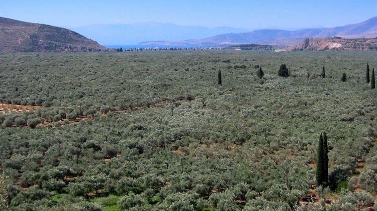 Πληρωμή των δικαιούχων για την Προστασία Παραδοσιακού Ελαιώνα Άμφισσας