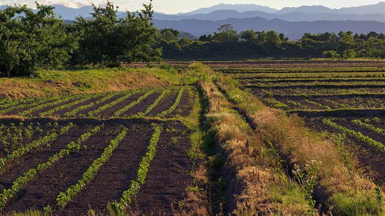 Β. Αποστόλου: Η τελική συμφωνία για τη νέα ΚΑΠ δεν εγγυάται την επιτυχή εφαρμογή της για τους Έλληνες αγρότες