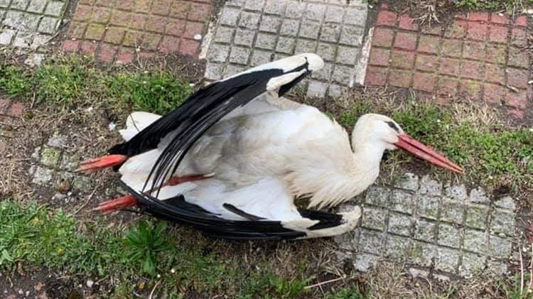 Νεκρός πελαργός στην Τ.Κ. Βαλτονέρων του Δήμου Αμυνταίου