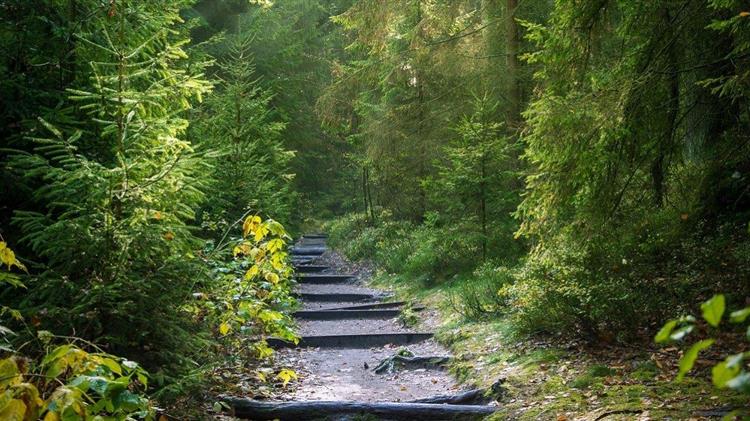 Η Π.Ο.ΓΕ.Δ.Υ στηρίζει την Π.ΕΔ.Δ.Υ και τους δασολόγους για το θέμα των δασικών χαρτών