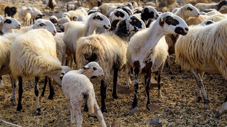 Συνδεδεμένη 2020: Αυτό είναι το ύψος της ενίσχυσης για τους κτηνοτρόφους