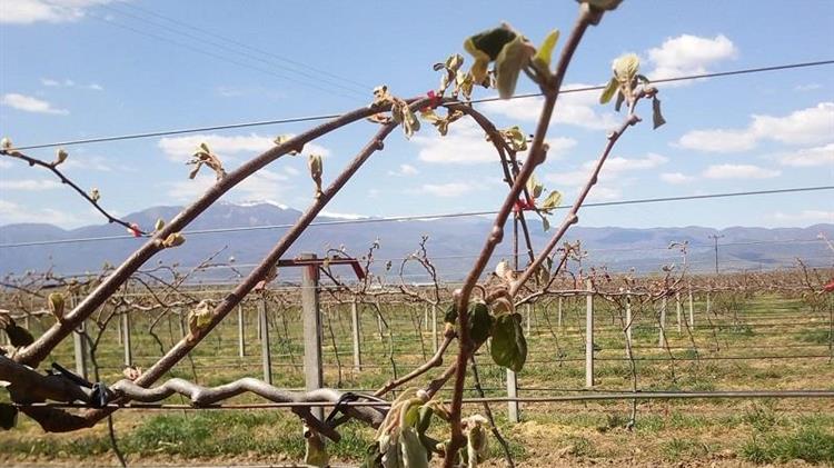 Δήμαρχος Νάουσας: Επίσπευση των διαδικασιών για τις αποζημιώσεις στους παραγωγούς από τον παγετό