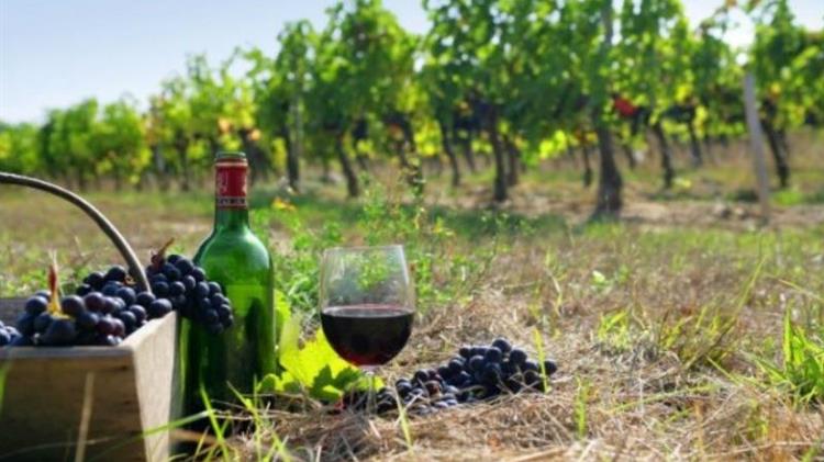 Εκρίζωση 27.000 εκταρίων αμπελώνων από τη Γαλλία