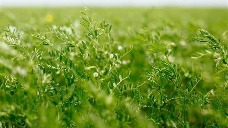 Οι ασθένειες στις φακές