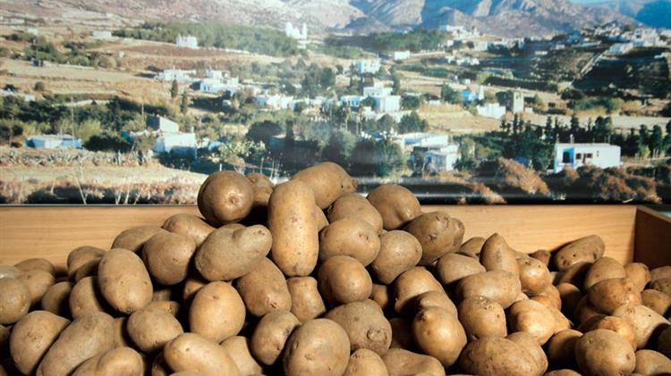 Σε απόγνωση οι πατατοπαραγωγοί στην Καστανιά Σερβίων